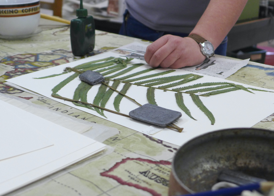 Herbarium Labels